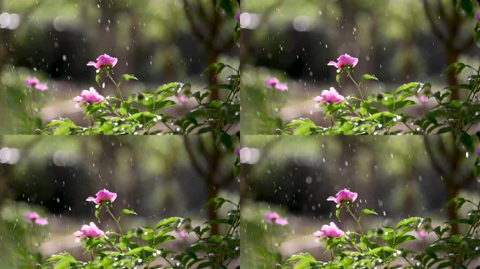 雨中的芍药花