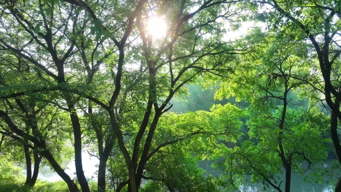 清晨逆光树林森林环境丁达尔慢镜头 (4)