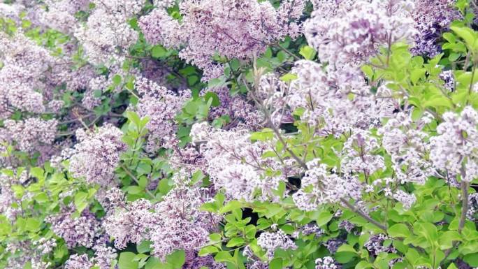 丁香花 紫丁香
