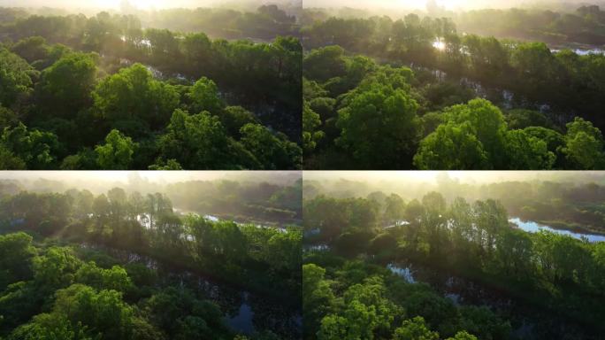 清晨光线下的生态湿地红树林水面