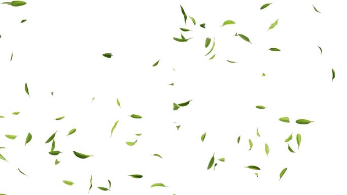 带透明通道的飘动的绿色茶叶三维渲染