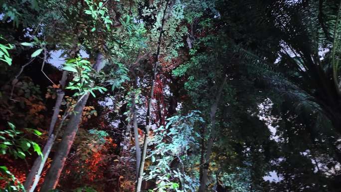 魔幻森林里灯光照耀的树木