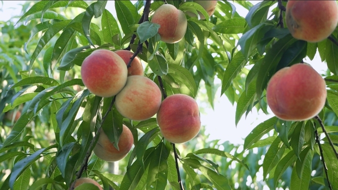 新鲜桃子水果采摘果园种植