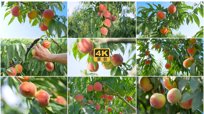 新鲜桃子水果采摘果园种植