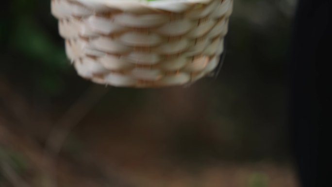 信宜市青梅 特产 青竹梅 水果