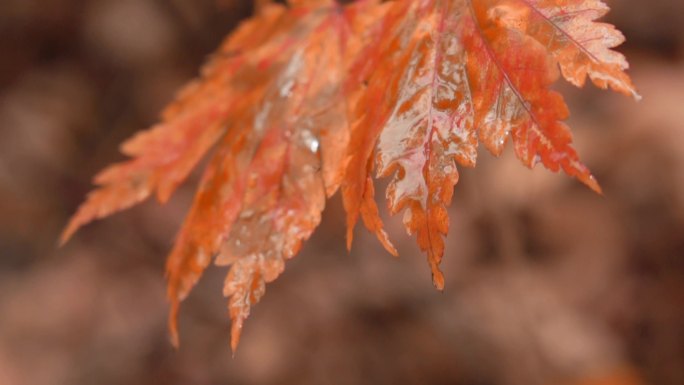 秋季秋叶红叶清晨露水升格
