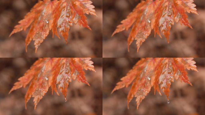秋季秋叶红叶清晨露水升格