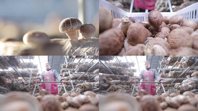 花菇香菇丰收、收进筐中、农民开心推花菇车