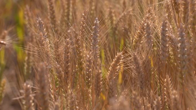 小麦丰收 麦浪 青麦 小麦收割