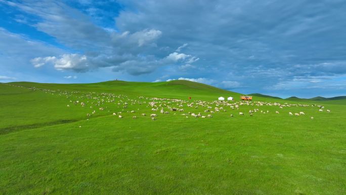 呼伦贝尔草原游牧散养天然羊