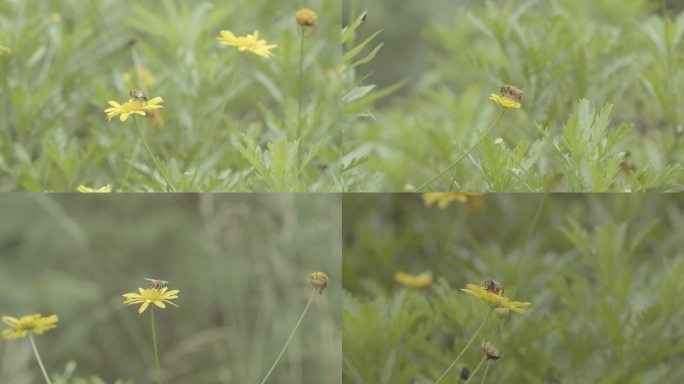 蜜蜂采花特写