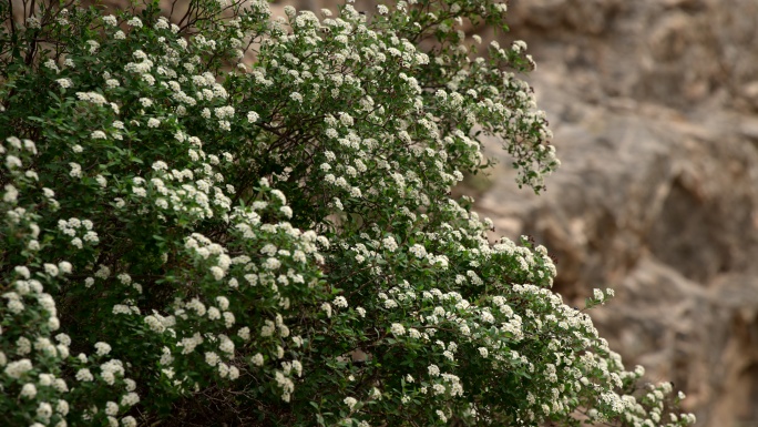 绣线菊  小白花 贺兰山野生植物