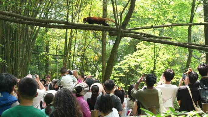 都江堰熊猫谷 游客 环境 指示牌 熊猫