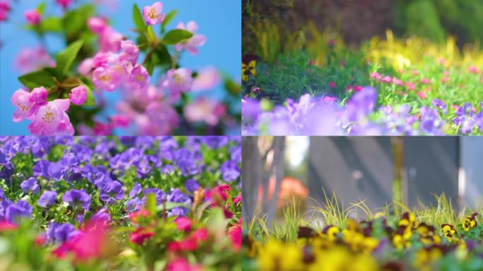 春天来了花朵盛开草木植被风景视频素材