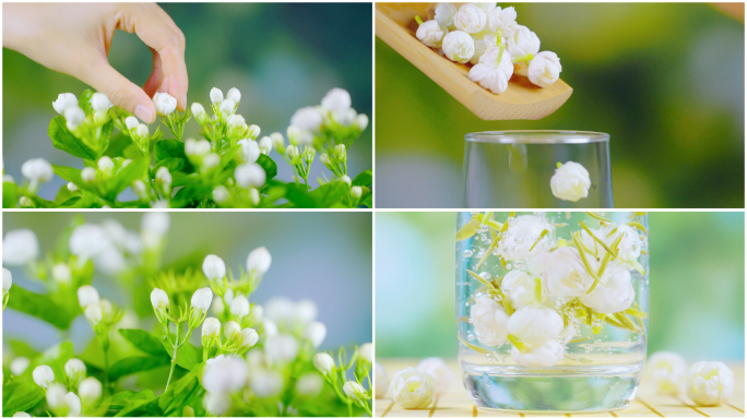 【茉莉花茶】茉莉花茉莉花采摘茉莉花茶泡茶