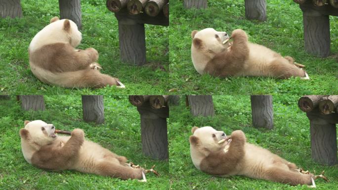 棕色熊猫