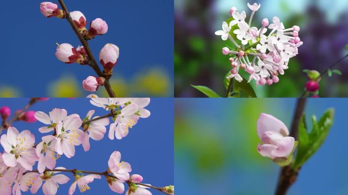 花开延时 桃花花开 春暖花开各种花开延时
