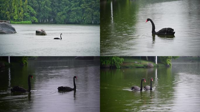 厦门大学芙蓉湖雨景黑天鹅悠然戏水