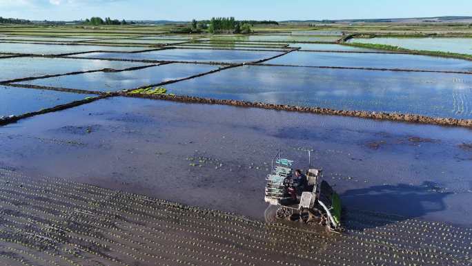 水稻秧苗和机械自动插秧