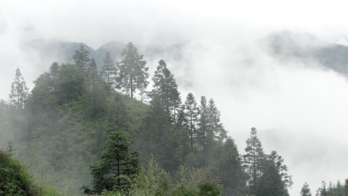 山林云雾特写