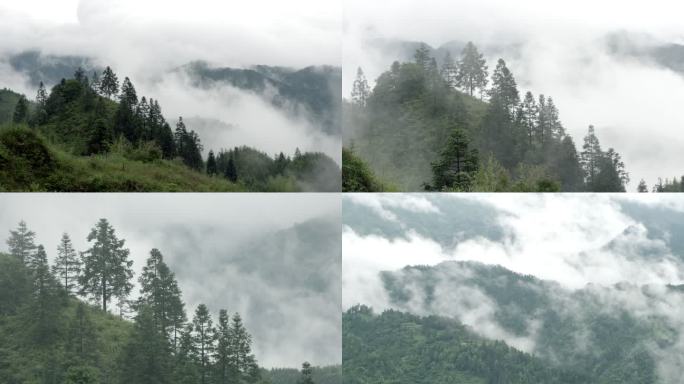山林云雾特写