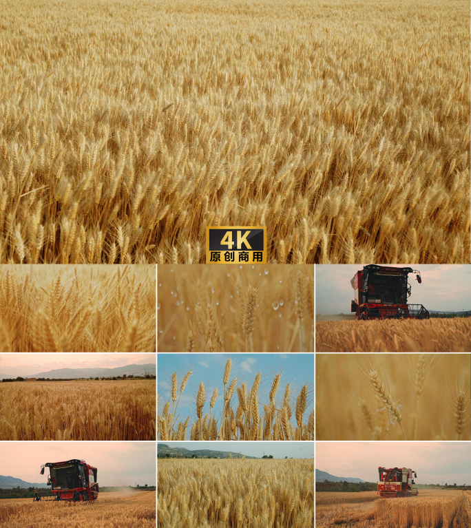 三农丰收芒种小麦麦穗金色麦田麦浪小麦收割