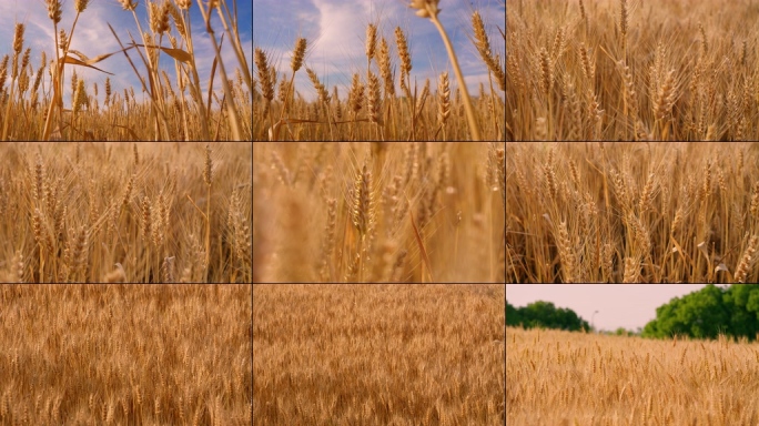 小麦丰收 麦田
