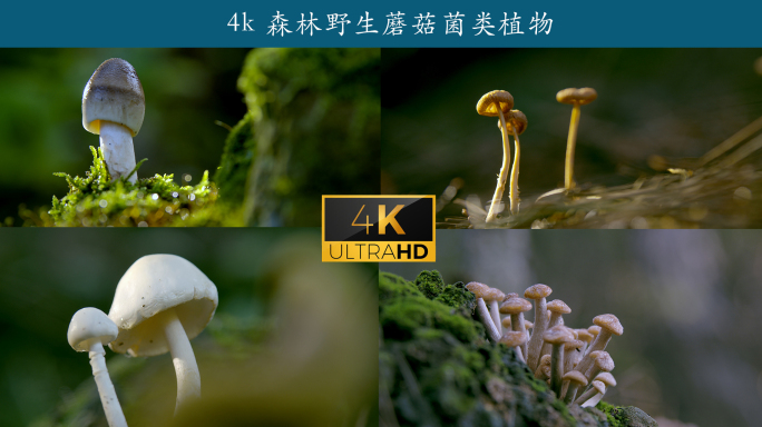 4k 森林野生蘑菇菌类植物