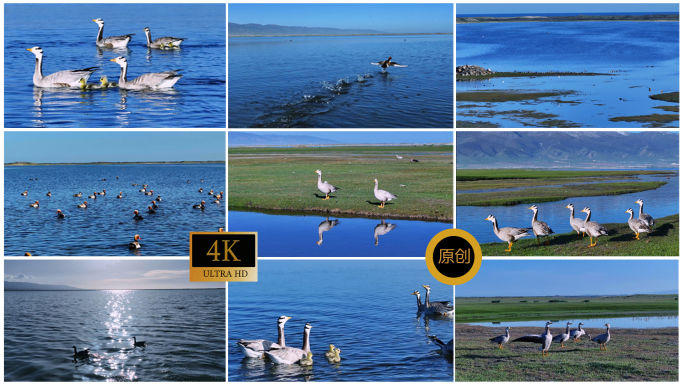 湖泊湿地的鸟类