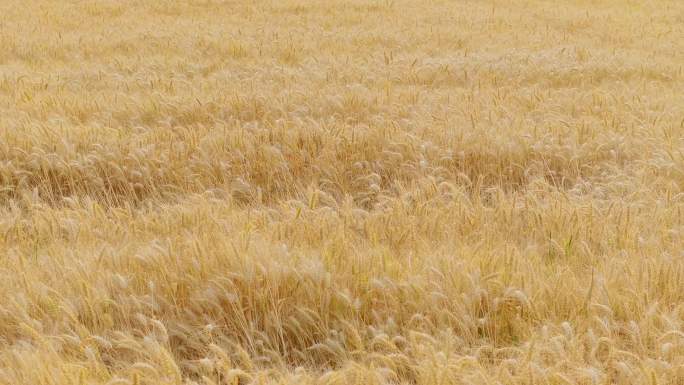 苏州美丽乡村夏天芒种小麦成熟收割场景航拍