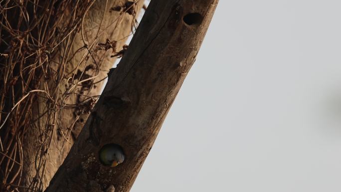 枯树上有两种鸟巢：鹦鹉和拟啄木鸟的