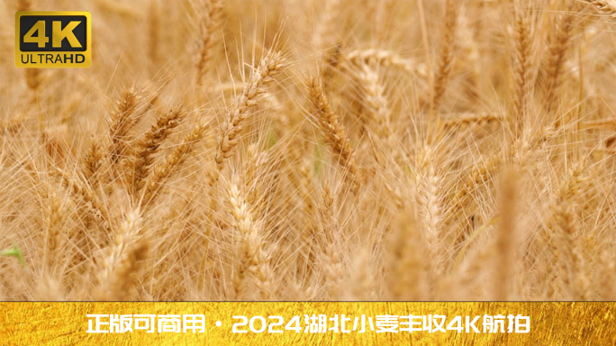 小麦丰收 机械收割 收割小麦