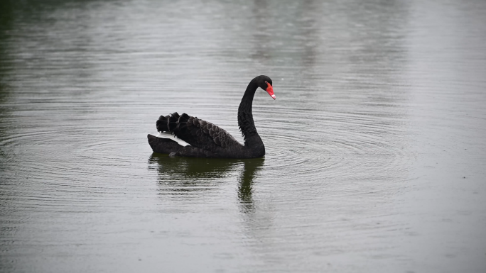 厦门大学芙蓉湖雨景黑天鹅悠然戏水