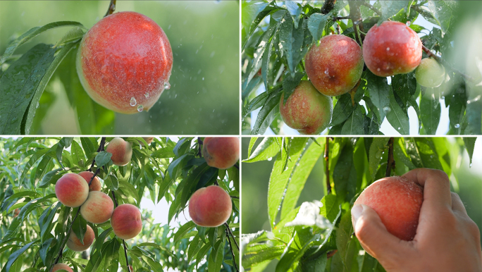 桃子果园新鲜水果美味水蜜桃
