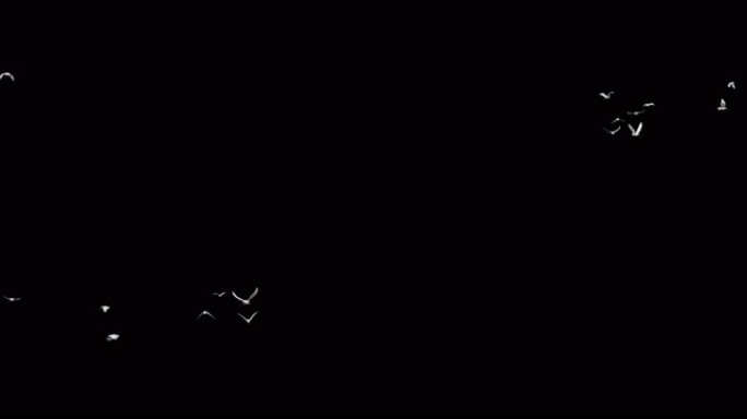群鸟 白鹭 飞翔 鸟群 通道 飞鸟 盘旋