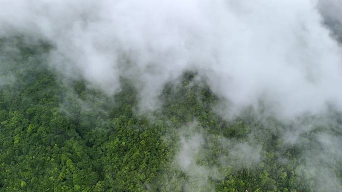 云雾森林 大自然 树林 自然空镜 清晨