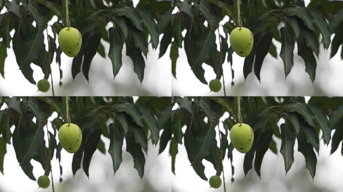 夏天芒果挂在枝上