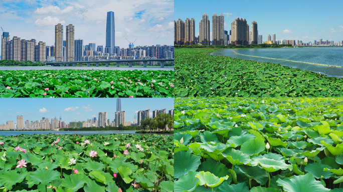 沙湖荷花【4K原创】