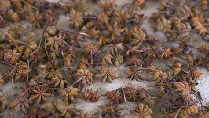 八角茴香晾晒