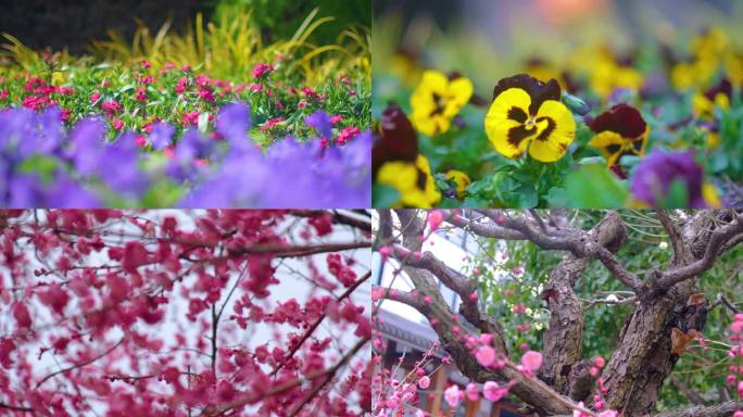 春天来了花朵盛开草木植被风景视频素材40