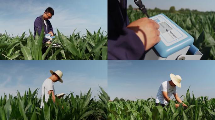 玉米检测 玉米观察 玉米试验 农业科技