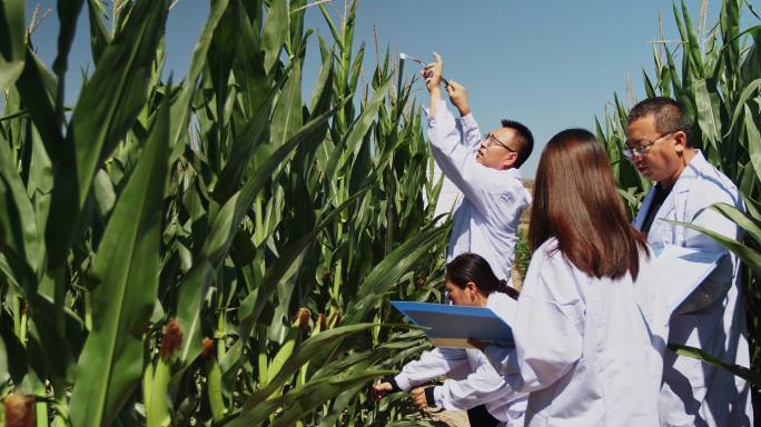 玉米测量 玉米检测 玉米试验田 农业科技
