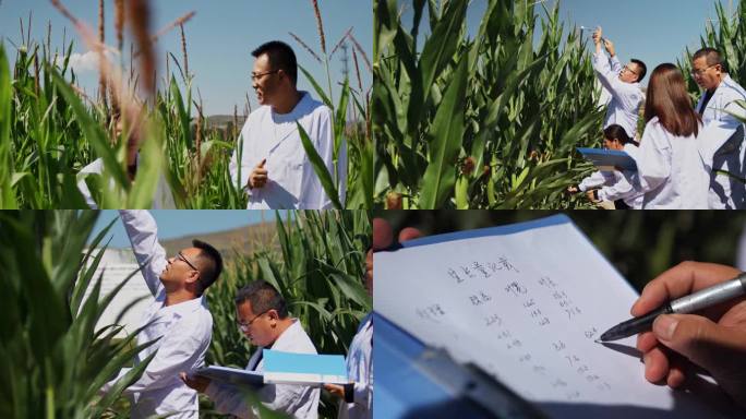 玉米测量 玉米检测 玉米试验田 农业科技