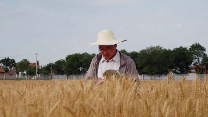 小麦观察 小麦试验田 小麦 农业科技