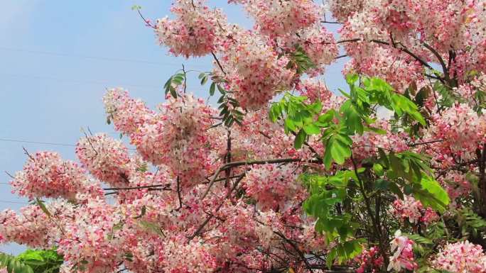 国家级科技孵化器 花旗木 泰国樱花