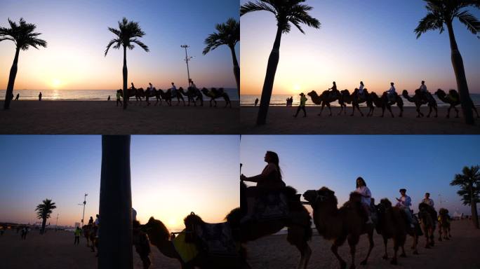 海边骆驼剪影 落日夕阳