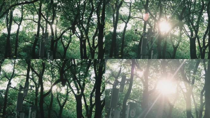 阳光穿透树林移动空镜