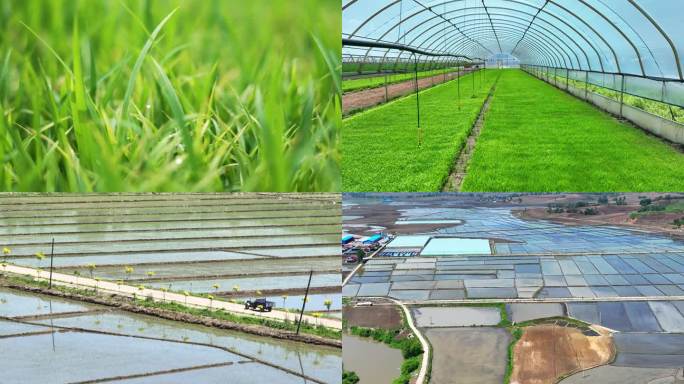 水稻育苗机械耕种
