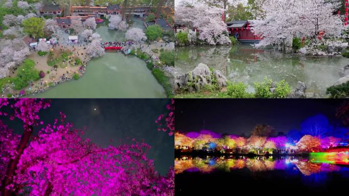 世界赏樱胜地-武汉东湖樱园
