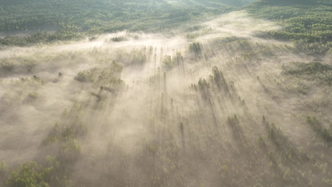 云雾迷漫的梦幻森林